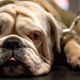 Imagen para el artículo titulado Unos investigadores descubren una estructura molecular clave para acabar con la alergia a los perros